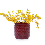 Indoor Ceramic Planters
