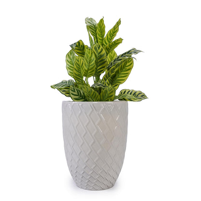 Ceramic Planter, 16.54 inch Plant Pot with Drainage Hole, Large Planter for Plants Bougainvillea, Shrubs, Small Trees, Indoor/Outdoor Tall Flower Pot for Plant Gifts Generic