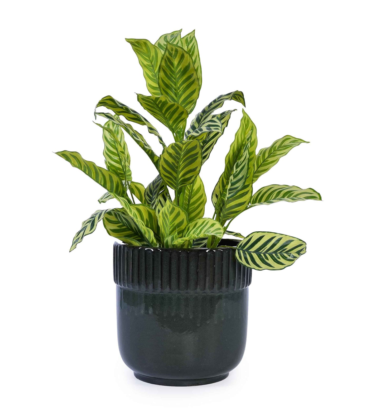 Mudanjie 3pcs 9/12/15'' Ribbed Glazed Ceramic Planter with Drainage